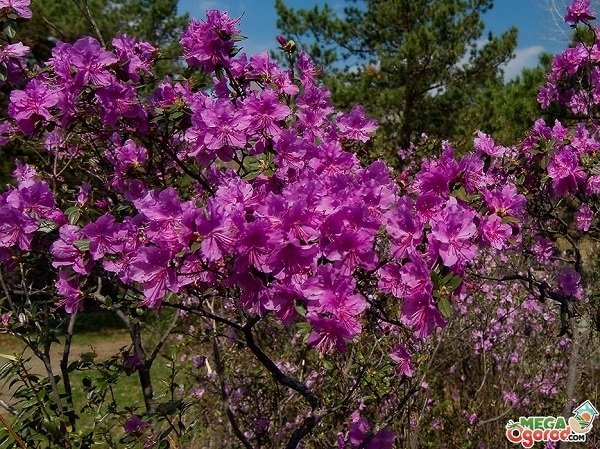 Розовый багульник не допустит появления моли