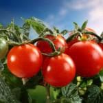 выращивание высокорослых помидоров в открытом грунте видео