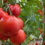  помидоры для теплицы в Сибири 