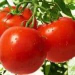 как правильно замочить семена помидоров перед посадкой