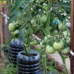 выращивание помидоров по методу и м маслова