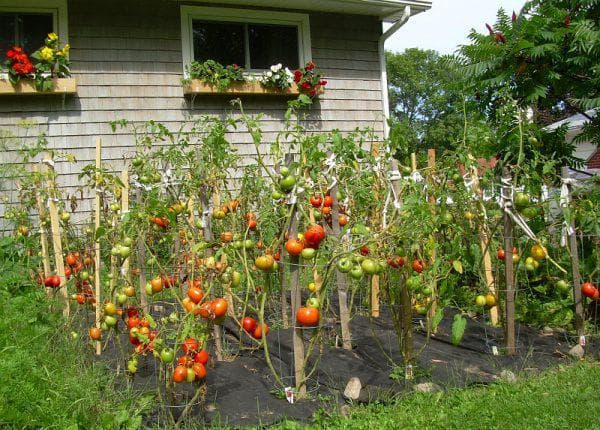 томаты в саду