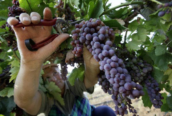 виноград сорт каберне совиньон