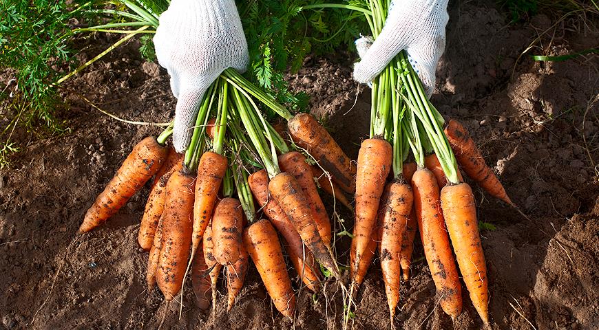 Когда убирать морковь?