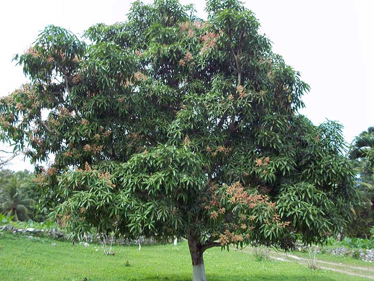 Фрукты манго растут на таких деревьях. На фото индийское манго.