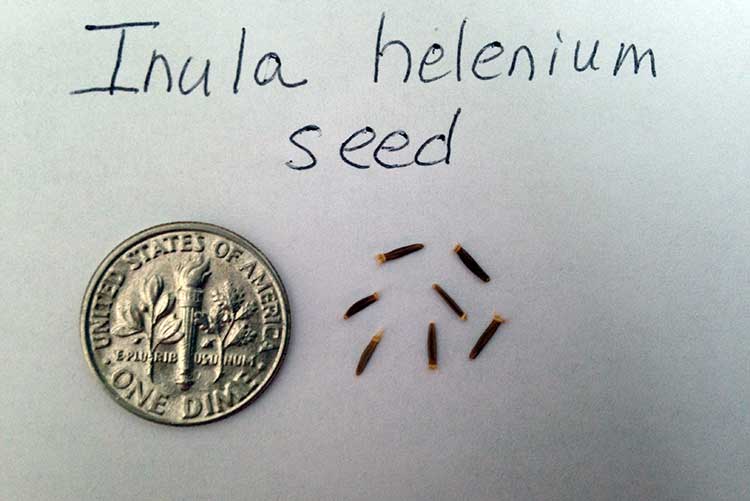 Семена девясила (Inula helenium)