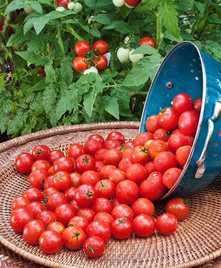 Агротехника томатов черри аналогична крупноплодным томатам