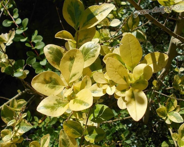Бирючина овальнолистная (Ligustrum ovalifolium)