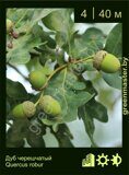 Дуб-черешчатый-Quercus-robur-‘Concordia’