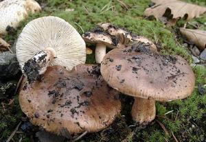 Какие грибы растут в сосновом лесу 