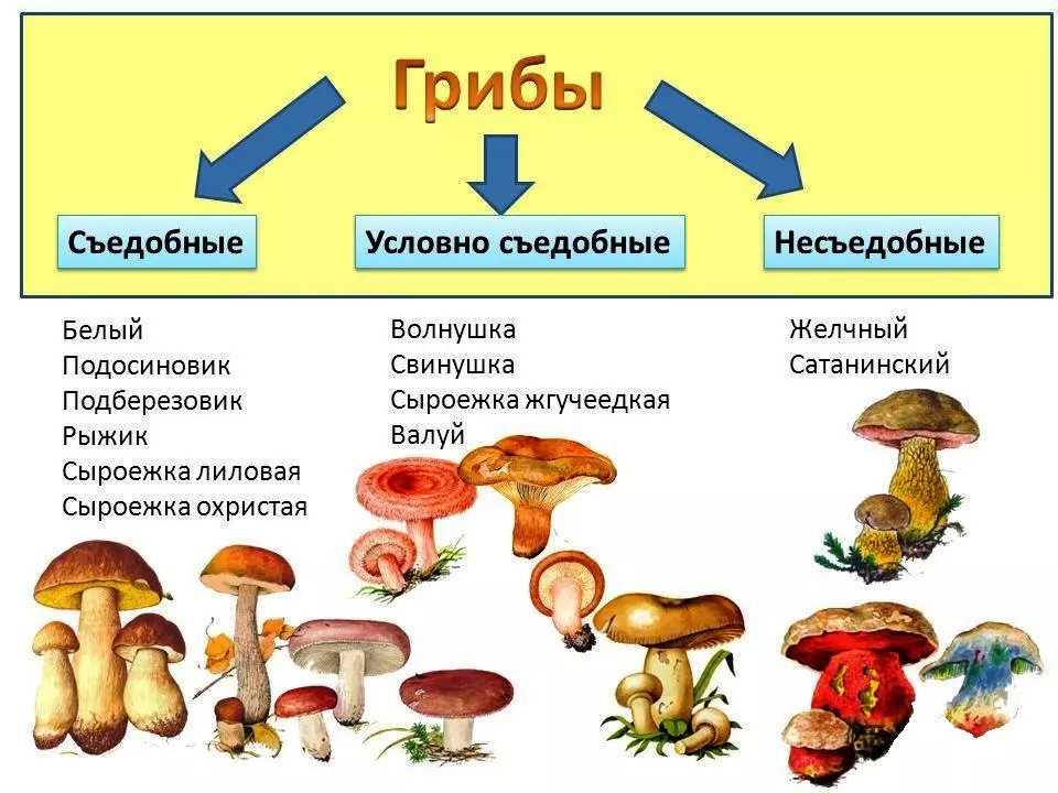 классификация грибов