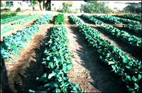 soil-bed-grow-bed