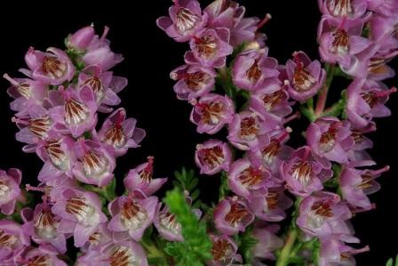 Calluna vulgaris 