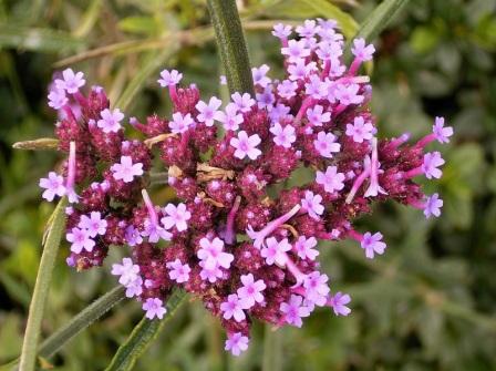 Verbena Bonariensis