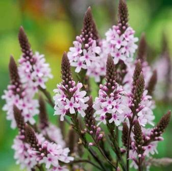 Вербена многолетняя Verbena hastata