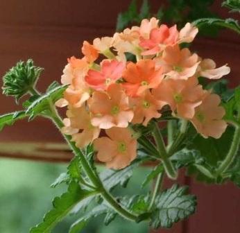 Verbena hybrida 