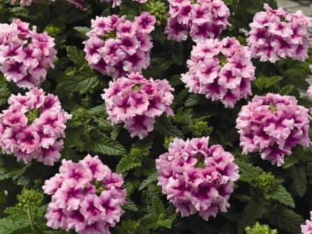 Verbena hybrida