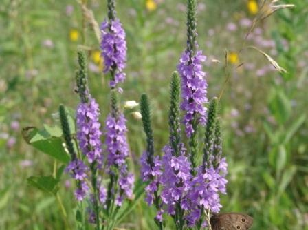 Вербена многолетняя Verbena stricta