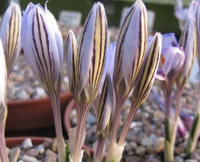 Crocus reticulatus