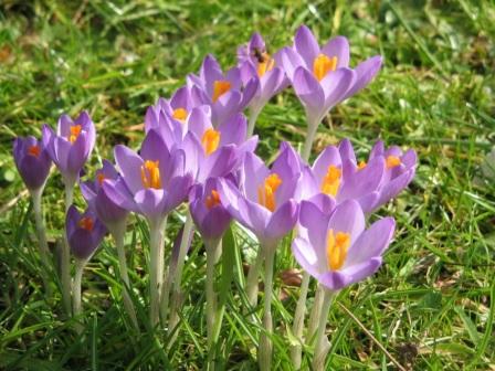 Crocus tommasinianus