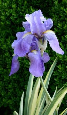 iris-pallida