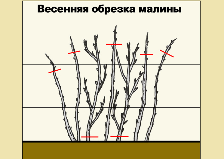 Весенняя подрезка