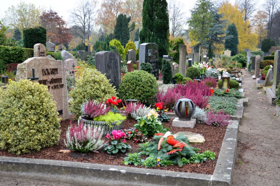 Молодило также сажают на кладбищах