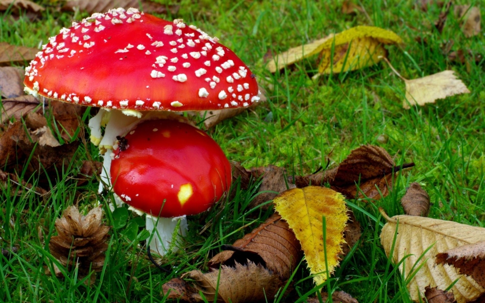 При какой температуре растут грибы осенью?