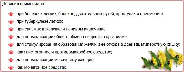 Лечебные свойства корня девясила. Рецепты, как заготовить, заваривать, принимать траву. Противопоказания