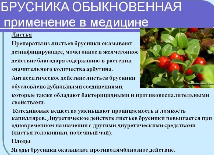 Брусника. Лечебные свойства, применение в народной медицине. Противопоказания