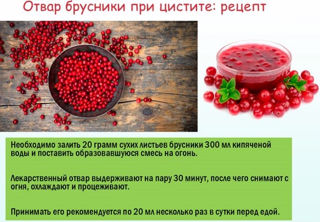 Брусника. Лечебные свойства, применение в народной медицине. Противопоказания