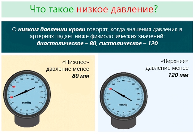 Эхинацея пурпурная. Лечебные свойства, рецепты применения, противопоказания