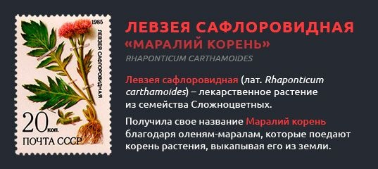 Левзея сафлоровидная. Полезные свойства и противопоказания