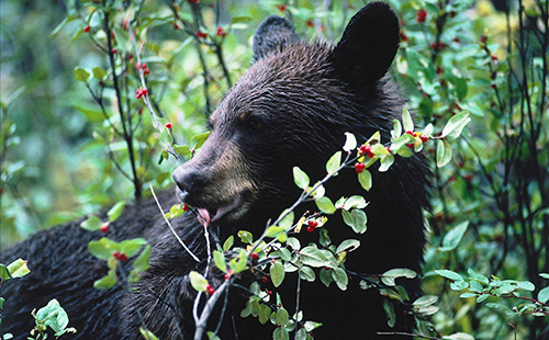 Медведь в зарослях своей любимой ягодки