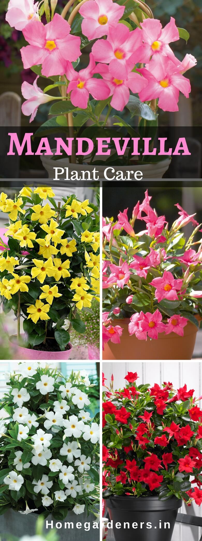 Rock trumpet plant - How to Care Mandevilla Vine plant in your Home and Garden