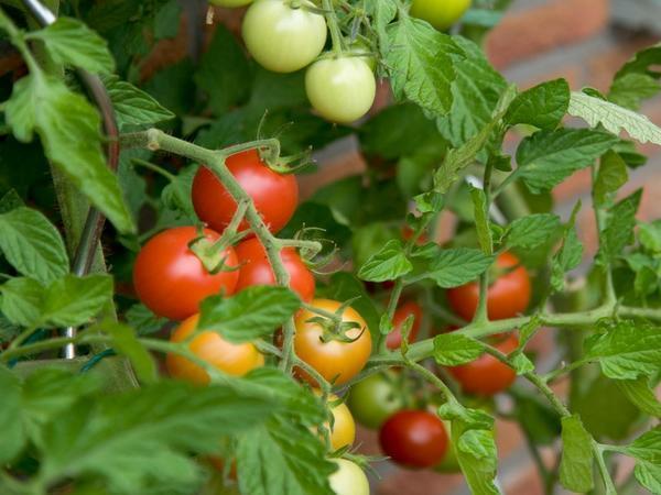 Чтобы помидоры краснели, в теплице должен поддерживаться комфортный микроклимат