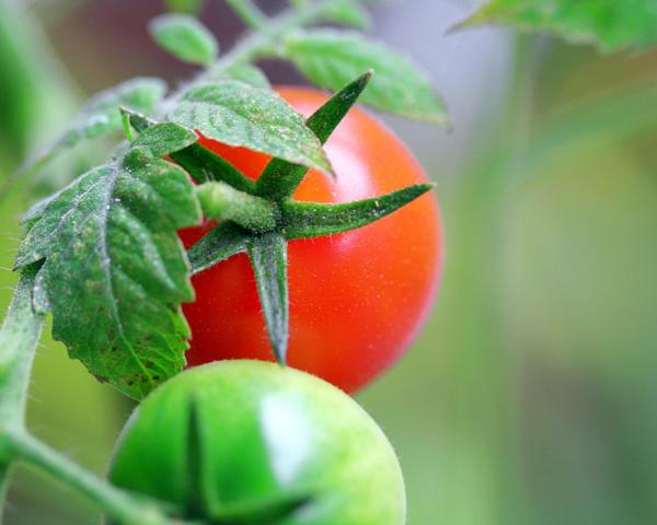 Чтобы ускорить созревание помидор, их можно подкармливать йодом