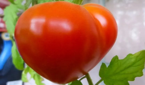 Помидоры Буденовка - высокоурожайный сорт томатов