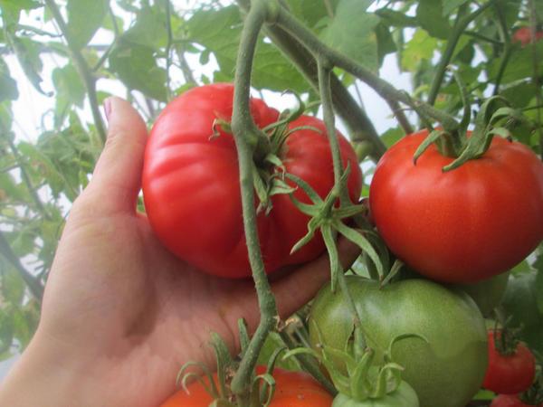 Для хорошего роста помидор в теплице необходимо проветривание