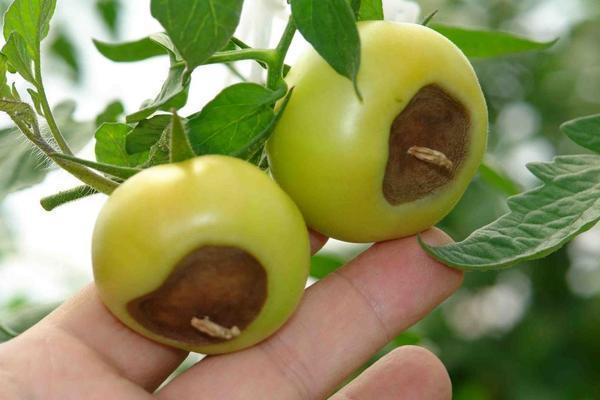 Вершинная гниль, как правило, характеризуется появлением бурых пятен на помидорах 