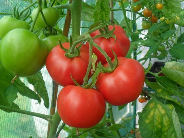 Перед покупкой определенного сорта помидоров стоит поинтересоваться у продавца о том, самоопыляемый он или нет 