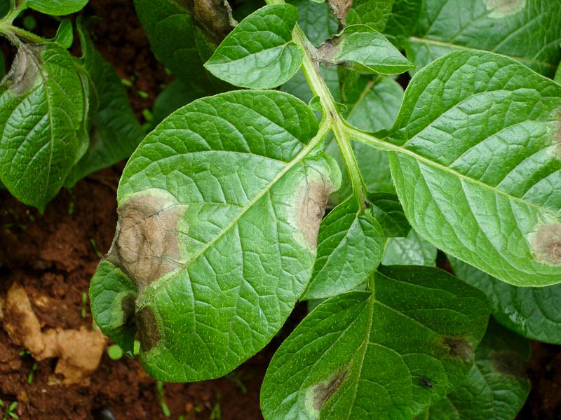 Признаки болезни на листе картофеле