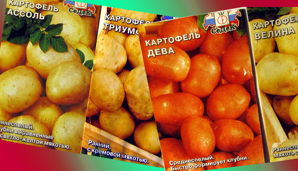 Семена картофеля разных сортов