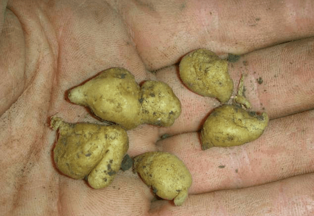 Корявые клубни картофеля
