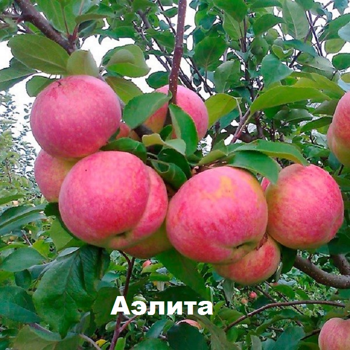 Яблоки сорта Аэлита