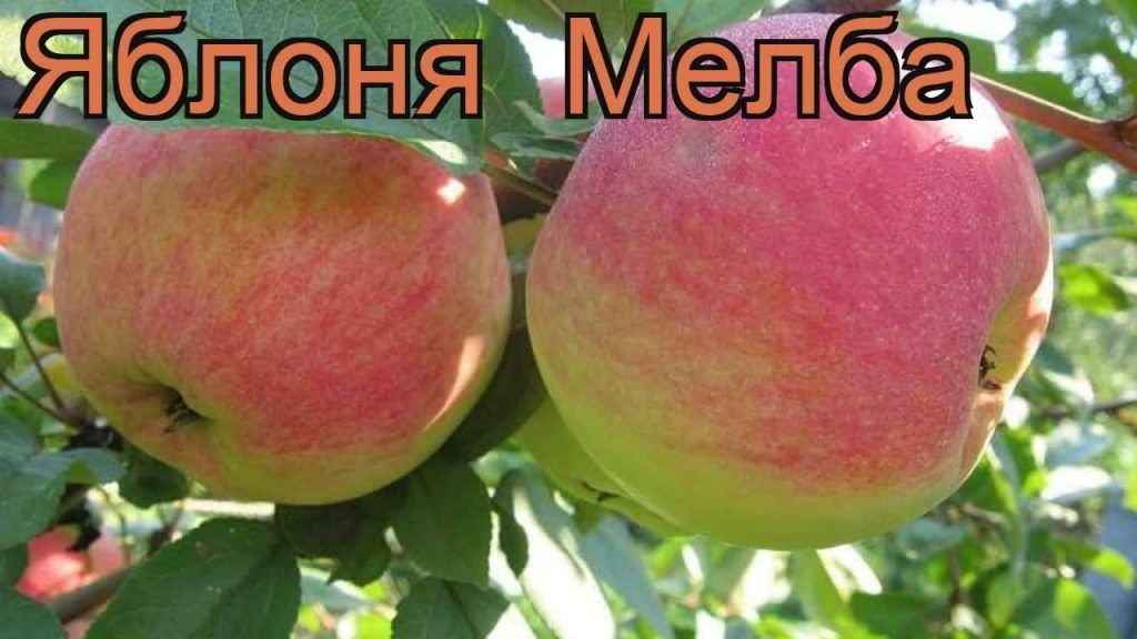 Яблоки сорта Мелба