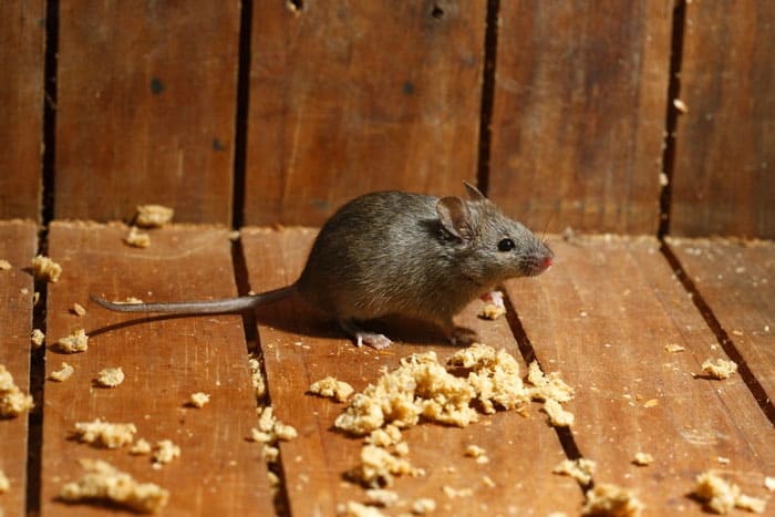 Как избавиться от мышей в квартире и частном доме