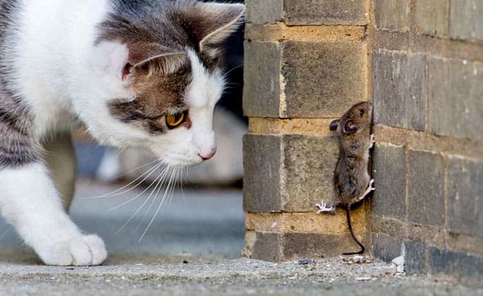 Не все породы кошек активны в отношении мышей. Коты тоже реже охотятся на мышей, чем кошки, хотя многое зависит от характера питомца