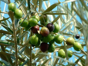 Маслины и оливки описание и фото
