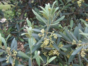 Маслины и оливки описание и фото